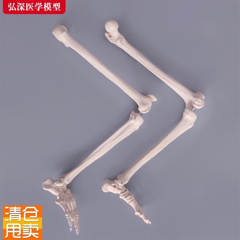 腿骨模型人体下肢l关节股骨胫骨腓骨脚掌骨骼结构医学教学教具模