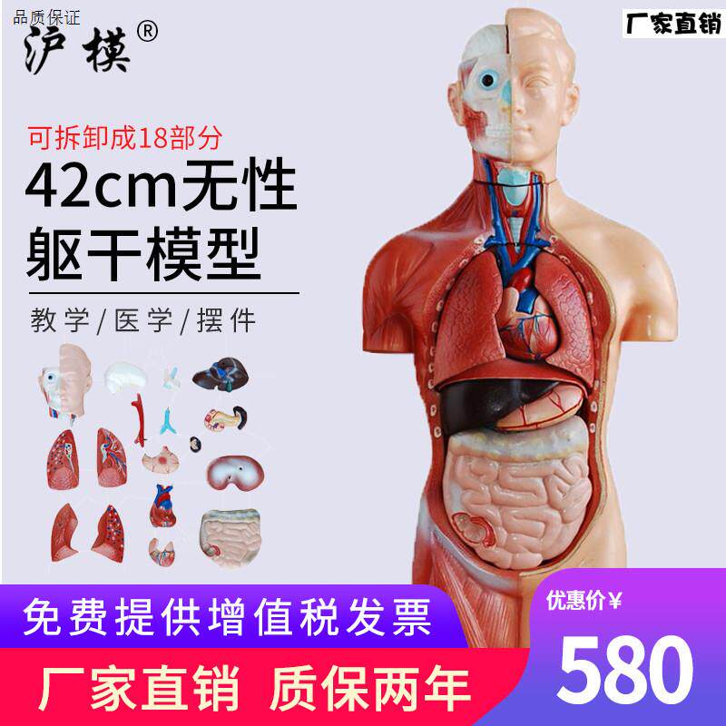 沪模42cmi无性躯干模型可拆分18部件人体身体器官构造教学模具内