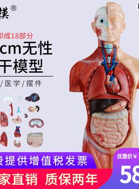 沪模42cmi无性躯干模型可拆分18部件人体身体器官构造教学模具内