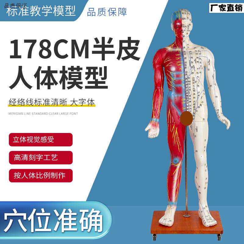 178CM半皮半肌针灸人针灸模型W针灸人人体模型医学教具