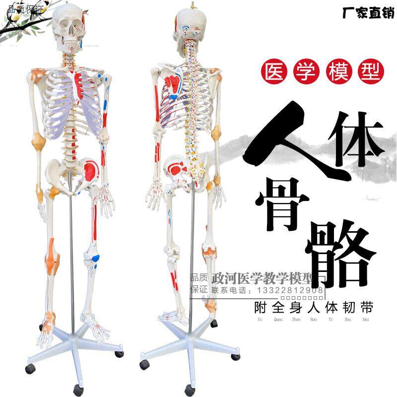 正品医用人体170C.M骨骼附肌肉标识韧带骨骼骨架模型人体关节标本