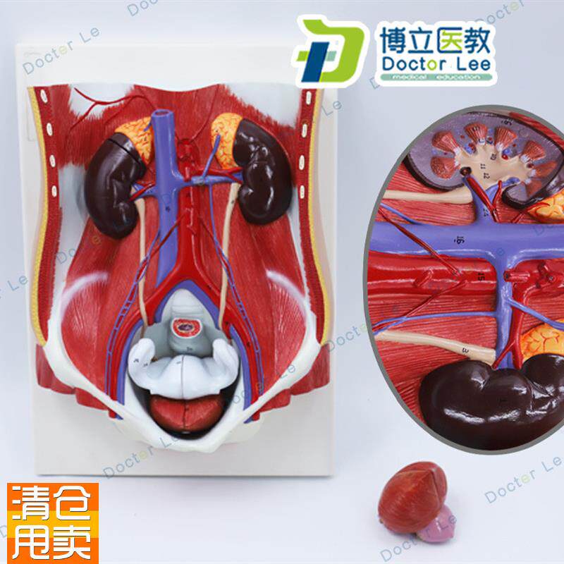 人体男女性泌尿系统模型膀胱腹腔后腹壁解剖肾脏V模型前列腺模型