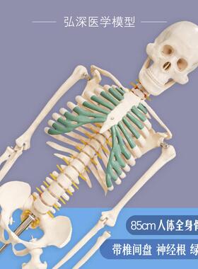 人体骨骼模型85cm全身骨架w骷髅脊椎带椎间盘神经根绿色胸骨可活