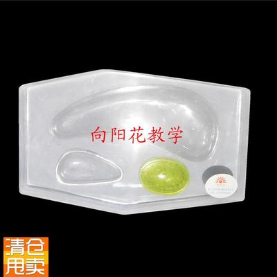 植物细胞模型初中高中x生物模型实验器材教学仪器