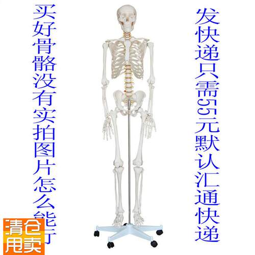 美术医用170人k体骨骼模型170CM人人体骨骼模型骨骼标本模型