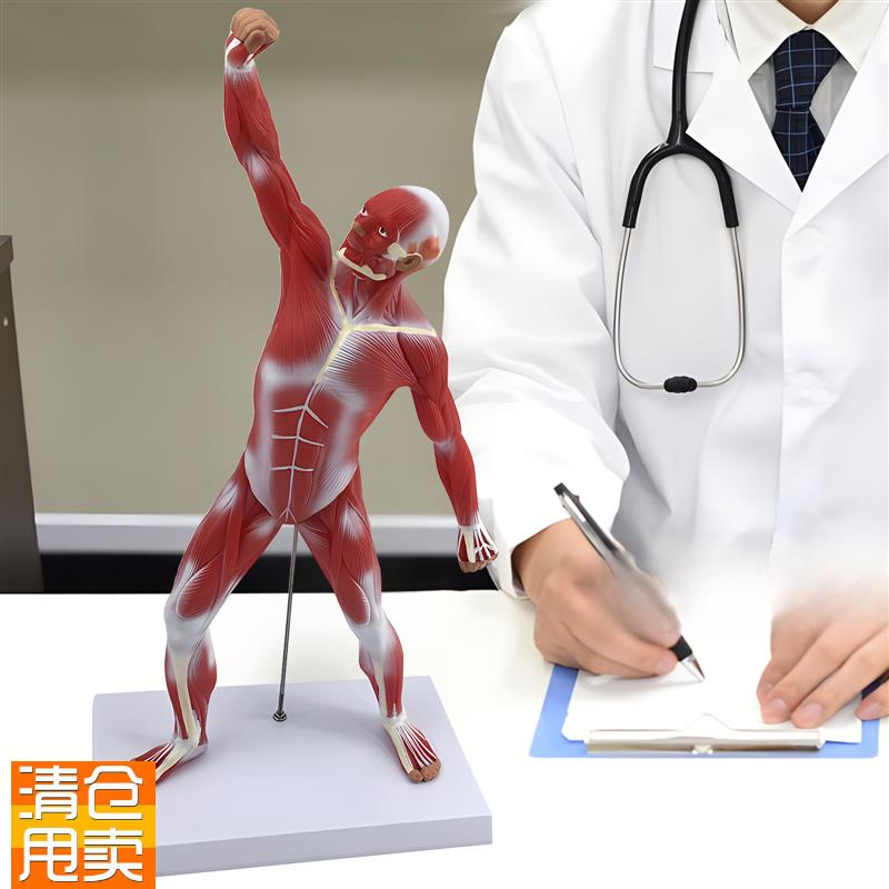 50CM肌肉人解剖美术r艺术模特医学彩色人体全身肌肉模型运动结构
