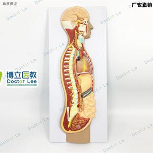 人体医学交感神经H系统模型自主神经系统植物性神经解剖