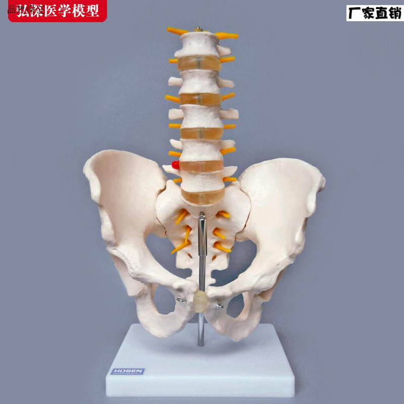 骨盆带五节腰椎关节模型盆骨骼神经构造髋骨尾S骨结构医学教学模