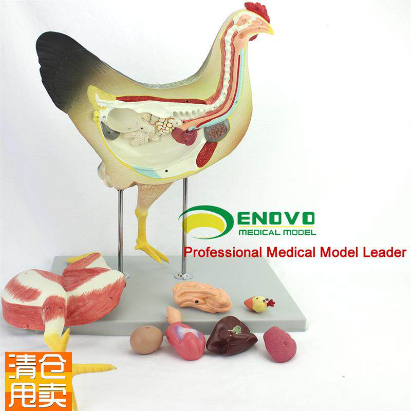 ENOVO正品鸡解剖模型牧v器官内脏肌肉神经家禽畜兽医学习动物解剖