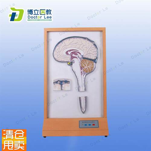 脑脊液循c环电动模型灯光演示脑液与脊液流经及受阻