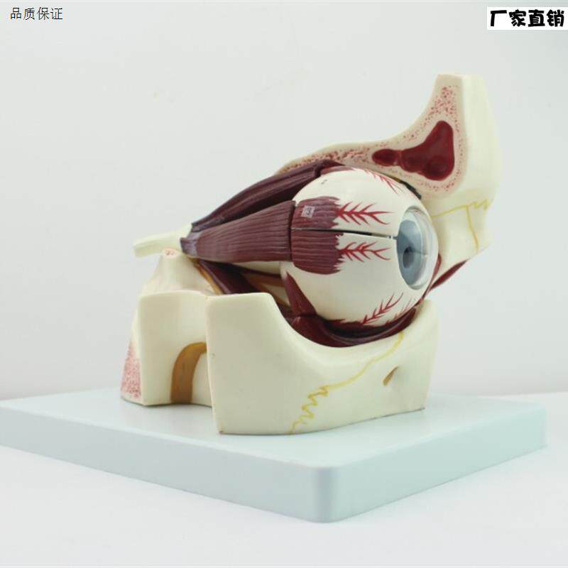 颐诺正品眼O球眼眶解剖结构放大模型人体感觉器医用眼球模型