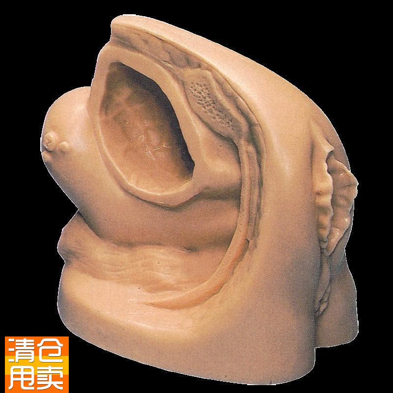 女性内外生e殖器模型及导尿模型GD/H18F