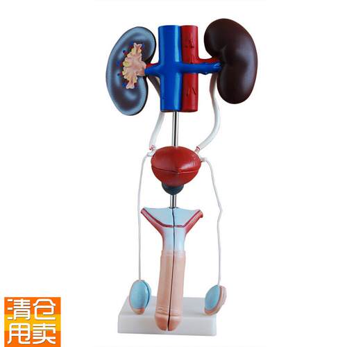 男性女性泌尿生殖系统模型肾脏解剖模I型膀胱结构造教学医学教具