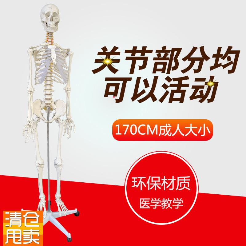 包邮美术艺用医科教学模型r170cm人体大骨骼模型骨架解剖关节模型