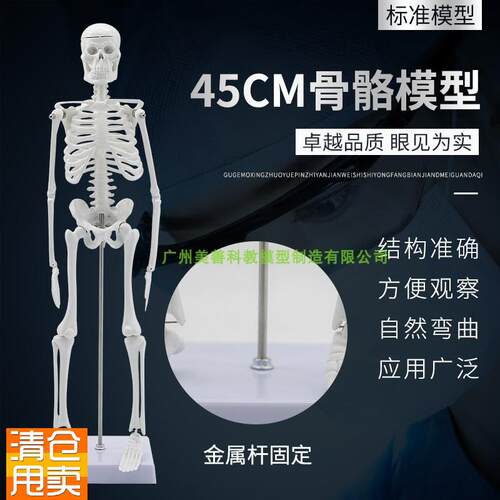 正品45CM人体骨骼模型可活x动医用教学骨架模型仿真人体骨架模型