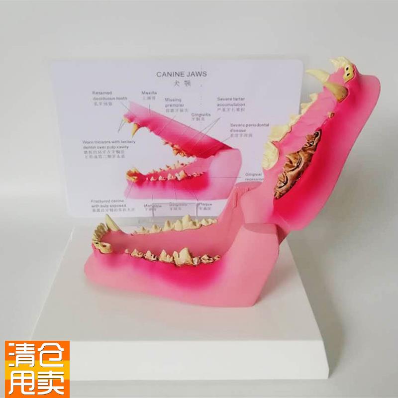 病态狗牙模型动物骨骼牙龈发炎动物模型兽医教学X教仪直销优惠