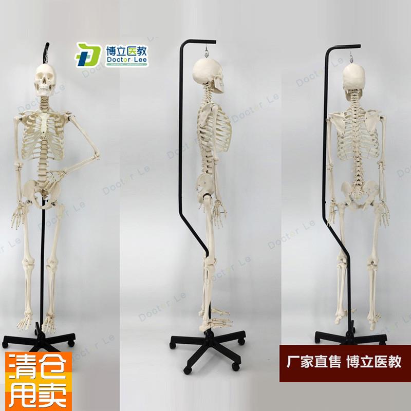 1比1真人仿真大o小骨架模型人体骨骼医用推拿针灸