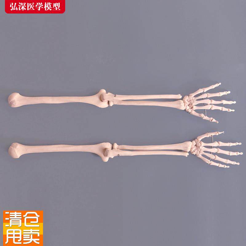 手掌骨模型人体上肢骨骼腕关w节手臂桡骨尺骨医学教学模具教具道 - 实物图