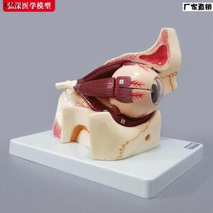 眼球模型眼眶放大眼外O肌解剖眼睛肌肉视神经眼部结构教学模具教