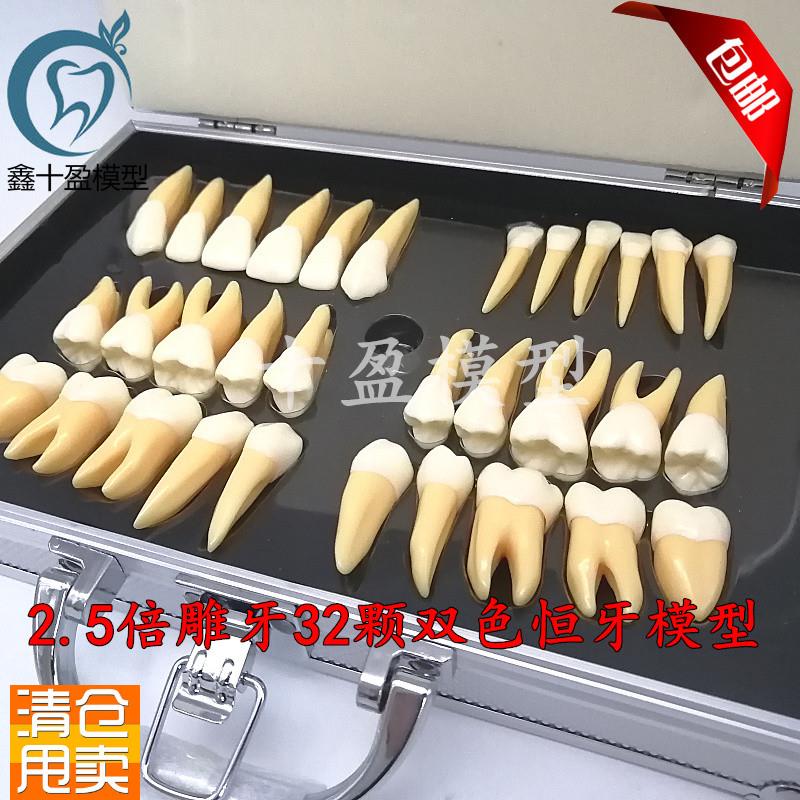 牙科口腔教学25倍双色恒牙立体离体模型医患沟通P32颗雕牙M7026
