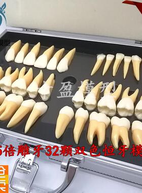 牙科口腔教学25倍双色恒牙立体离体模型医患沟通P32颗雕牙M7026