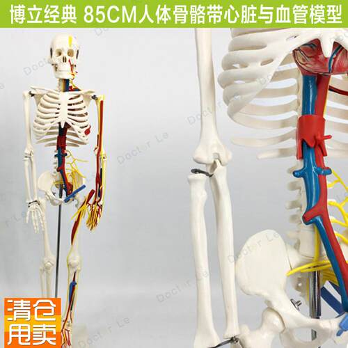 85cm人体骨骼模n型带心脏血管神经可拆卸骨架医用教学标本小针刀