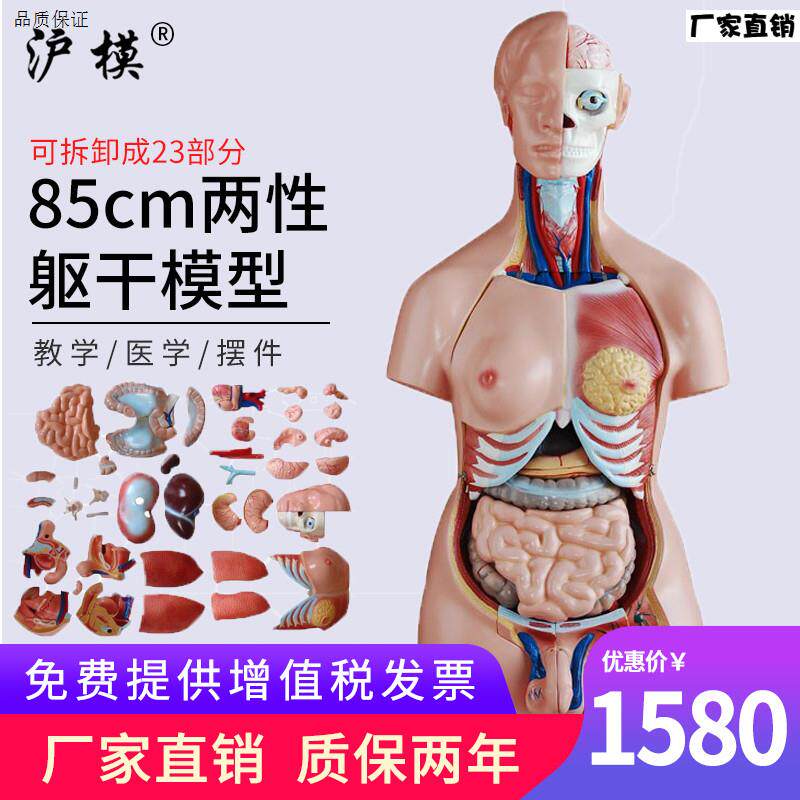 沪模85cm两性V躯干模型23部件医学人体内脏器官构造分布系统脑心