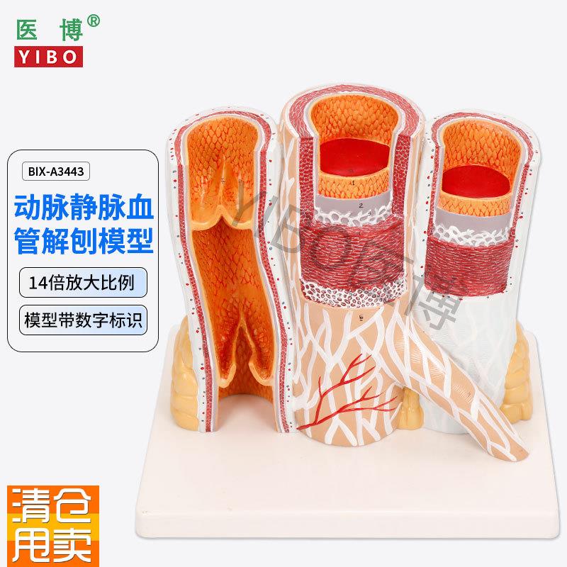 医博BIXA3443动脉静脉血管x解刨模型人体血管解刨放大模型血管切