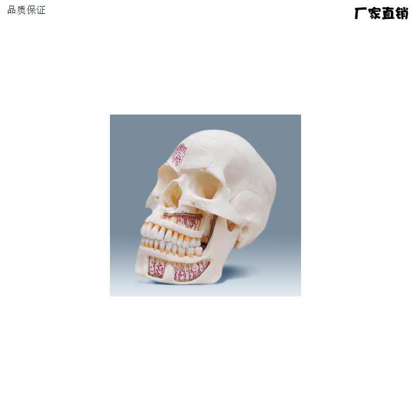 颐诺正品人体医用仿真头骨模型口腔科头骨神e经科头颅骨