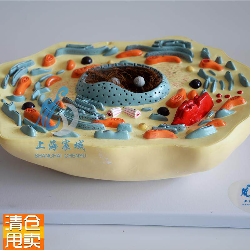 动物细胞模型显微结构解剖模型中学生物R教学生物细胞器材