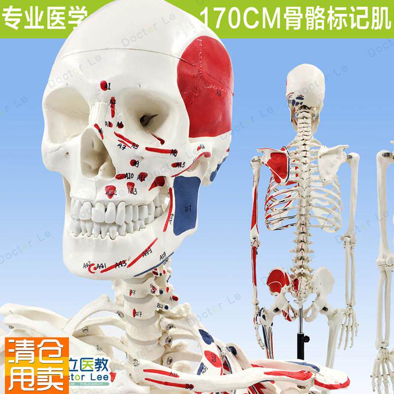 170CM人体i骨骼彩色骨架附肌肉起止点着色模型正骨健身房瑜伽教学
