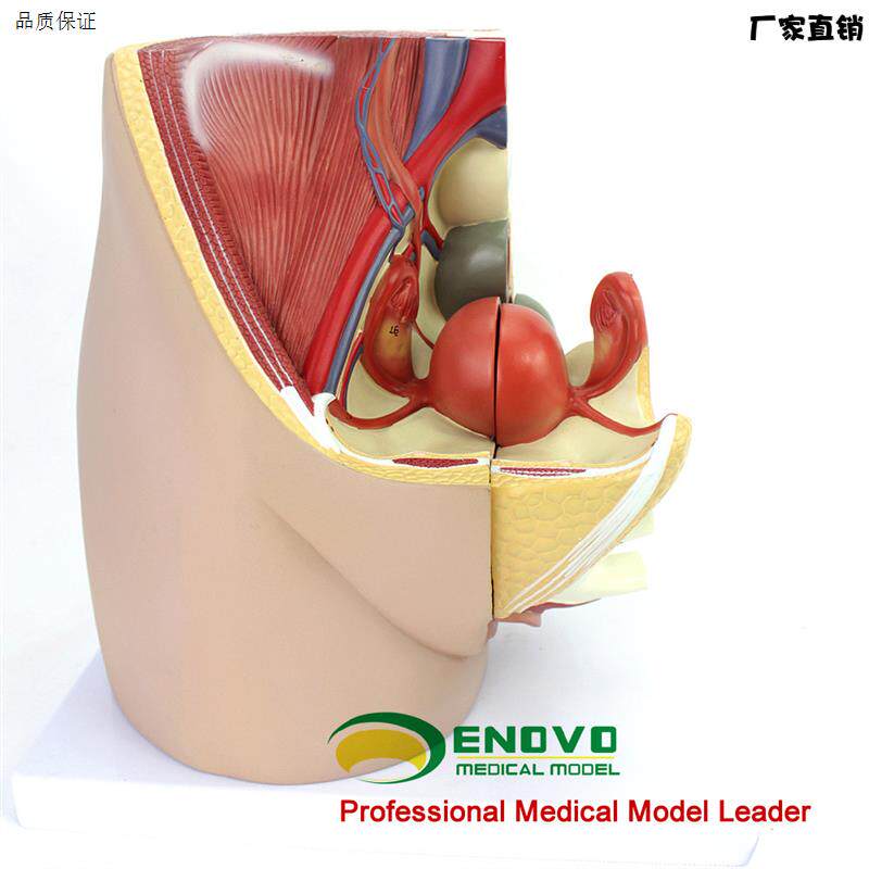 ENOVO颐诺女性盆腔解剖模型生殖泌尿子宫胚胎儿妇产N科医学用教学