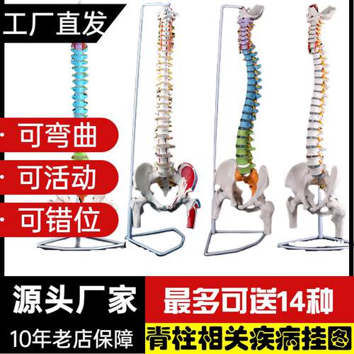 正骨彩色椎体人体脊柱模型人体骨骼模型大脊椎P成人1:1带胸椎骨盆
