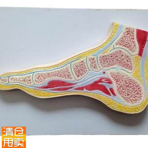 足关节剖面模型人体脚部解剖训Z练练习标本