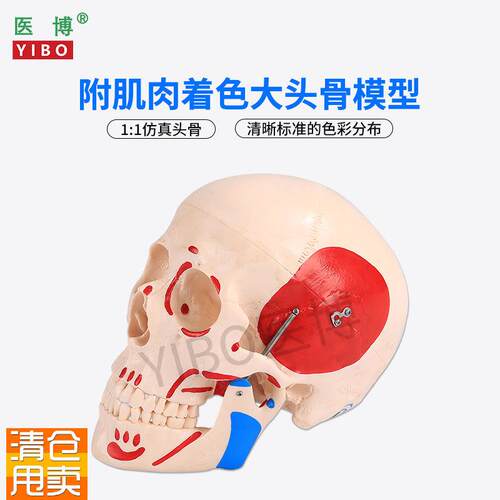 医博仿真人头f骨模型自然大1:1头骨颅骨模型医学人头骨可拆卸骷髅