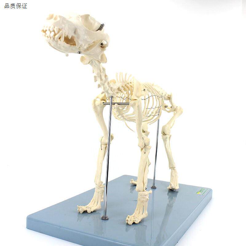 ENOVlO颐诺犬全身骨骼解剖结构狗骨头脊柱关节骨盆标本宠物高职畜