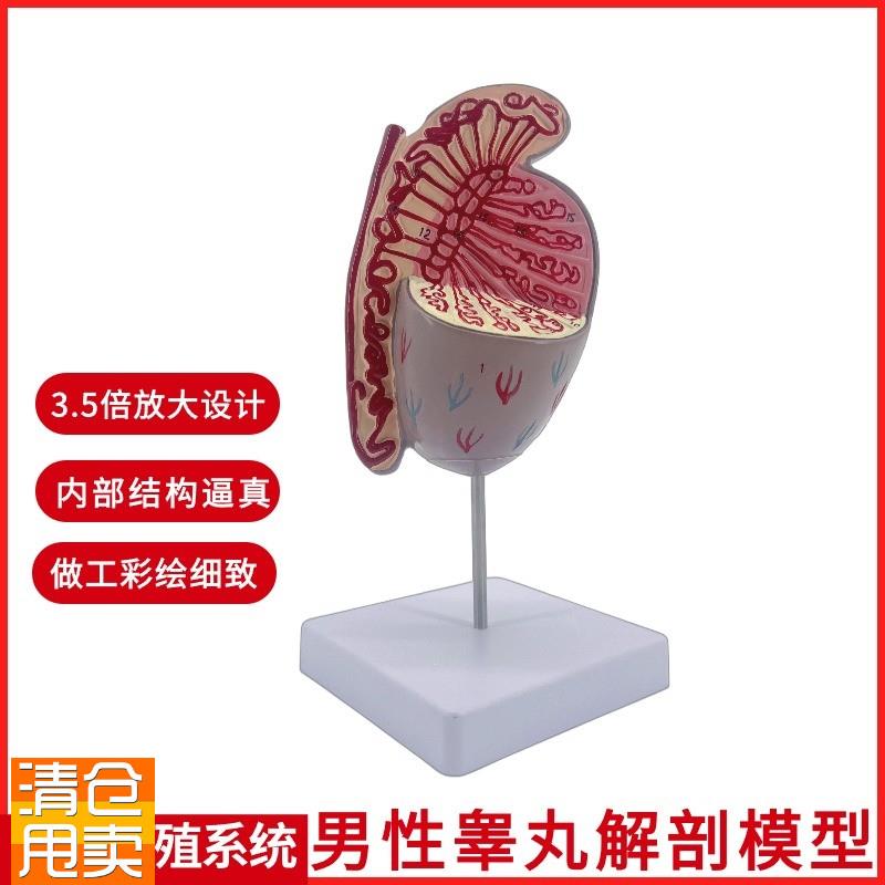 男性生殖系统睾丸结构解剖模型生殖科男科泌尿V科模型计生展示