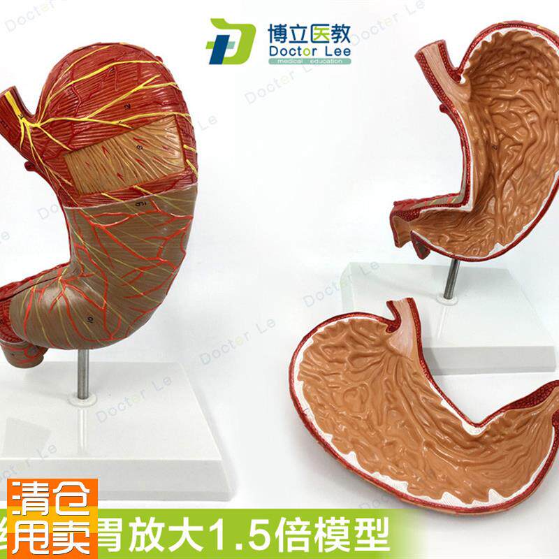 教学仿真15倍胃模型胃解剖模型胃解剖结构标本消T化器官十二指肠