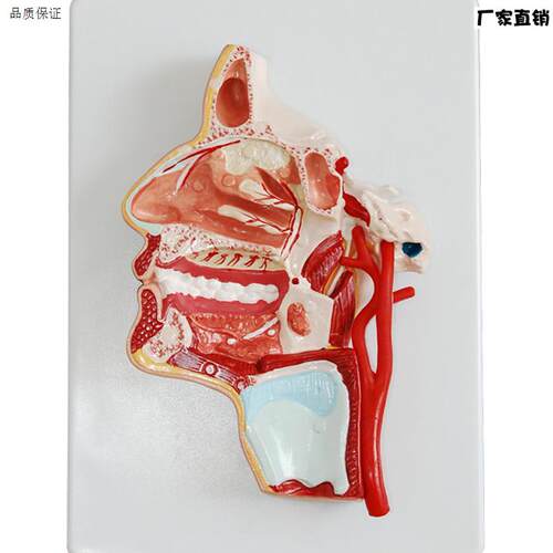 头部解剖病变v口鼻咽喉内侧面血管神经模型口腔模型医教