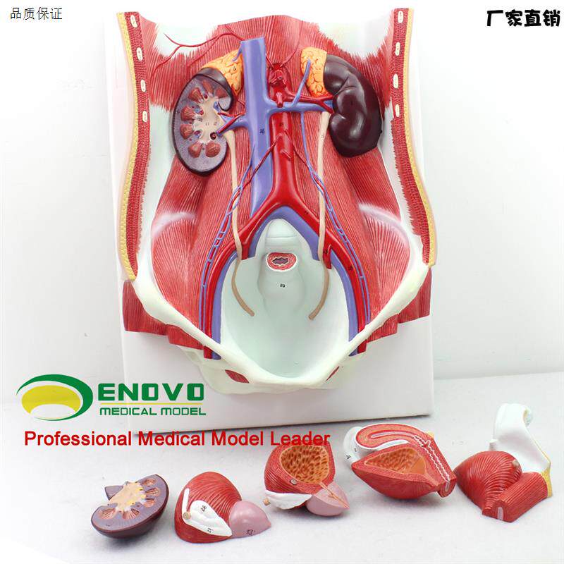 颐诺正品医用人体男女b性泌尿系统模型膀胱腹腔后腹壁解剖模型