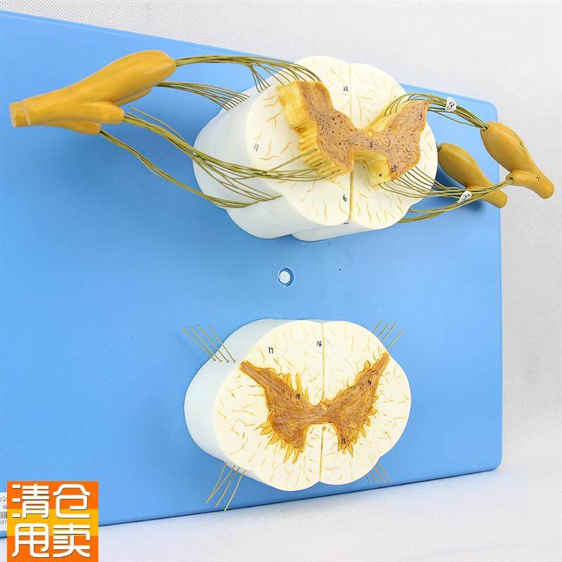 颐诺正品医用人体脊髓q脊神经分支模型周围神经系统脊柱麻醉解剖