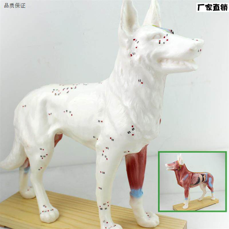 颐诺正品狗针灸模型动物解剖模型宠物J模型犬针灸腧穴模型
