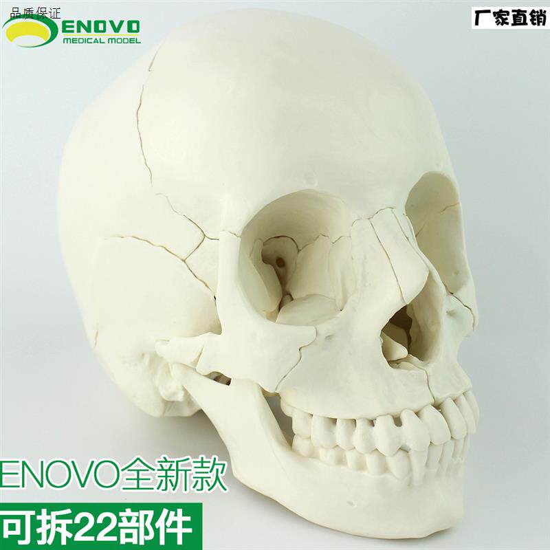 ENOVO颐诺医学用人体头骨模型头颅骨拼装可拆美容r微整形教学头骨