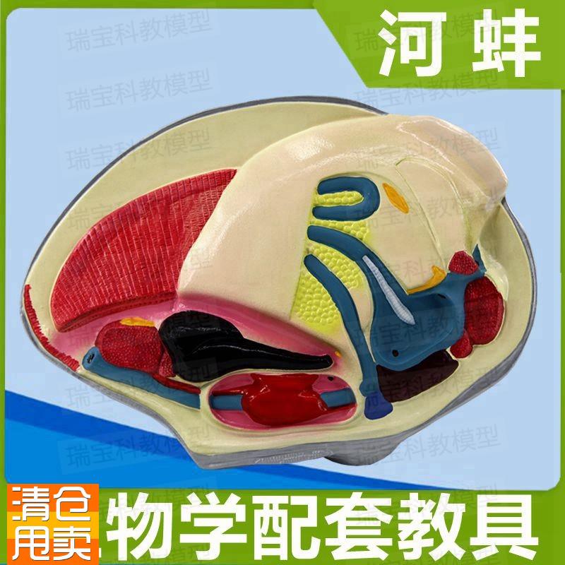 河蚌模型生物课教学器材仿真标本实验室摆件展示品儿童Z科普高中