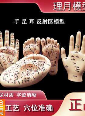 脚穴位模型足部底耳模耳朵手经y络手部推拿针灸足底脚模反射眼睛