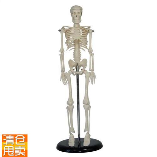 人体儿童骨骼模型(42cm)小学科学K教具拼装生物仪器教学仪器