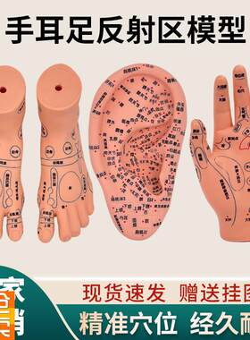脚穴位模型足部底耳模耳朵手经络手部推J拿针灸足底脚模反射模型