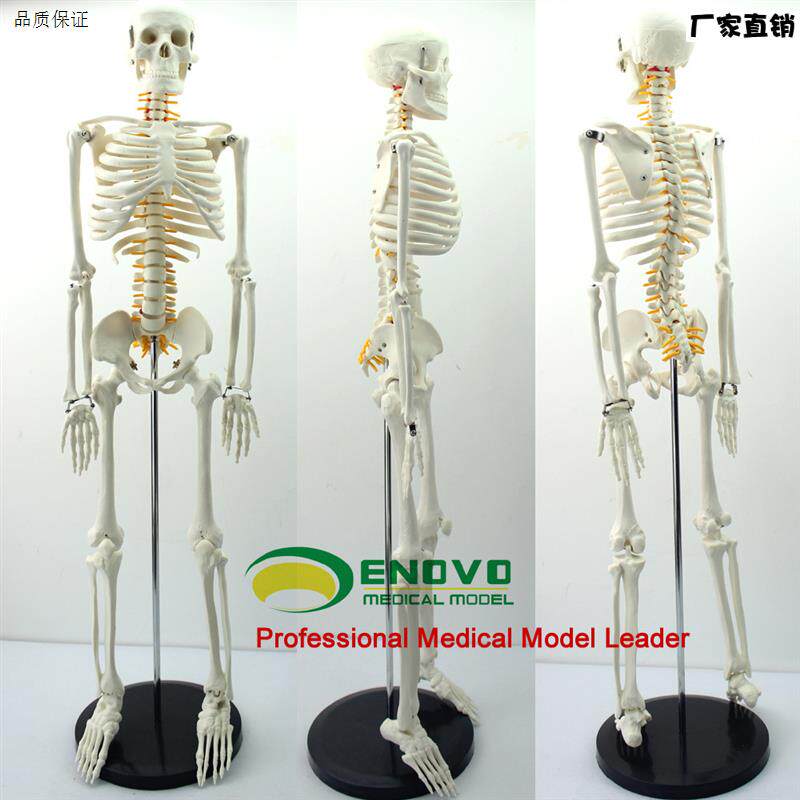 颐诺正品85CM人体骨骼脊神f经模型医用人体85骨架模型脊柱模型