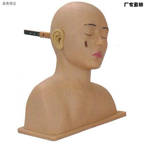 高级耳诊断模型c耳部检查模型