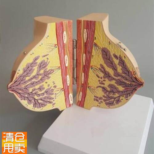 静止期女性乳房解剖模L型妇科胸部示范教学标本